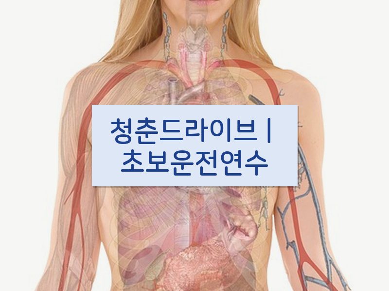 청춘드라이브 | 초보운전연수 후기